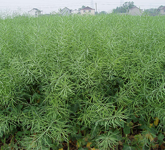 潤揚(yáng)油1號(hào)-油菜種子-潤揚(yáng)種業(yè)