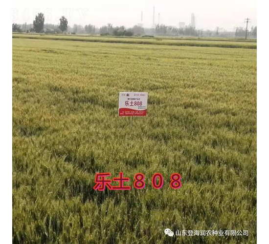 樂(lè)土808-小麥種子-潤(rùn)農(nóng)種業(yè)