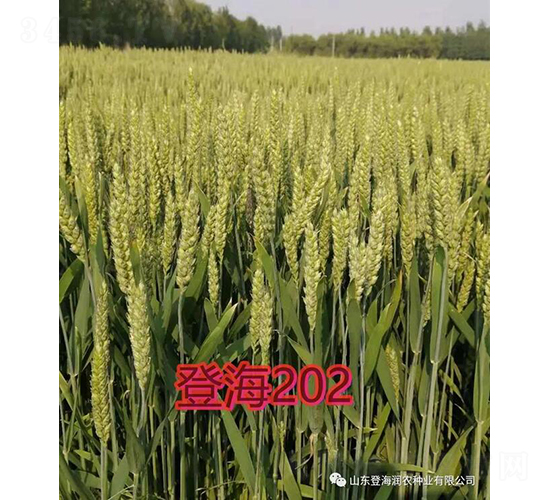 登海202-小麥種子-潤農(nóng)種業(yè)