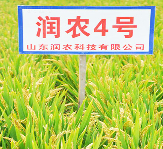æ½¤è¾²(nÃ³ng)4è™Ÿ-æ°´ç¨»ç¨®å­-æ½¤è¾²(nÃ³ng)ç¨®æ¥­(yÃ¨)