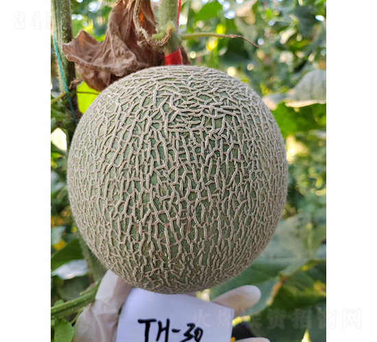 厚皮甜瓜糯嘰嘰-甜瓜種子-優(yōu)奈爾生物