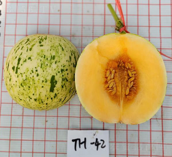 紅肉流星旭陽(yáng)-甜瓜種子-優(yōu)奈爾生物