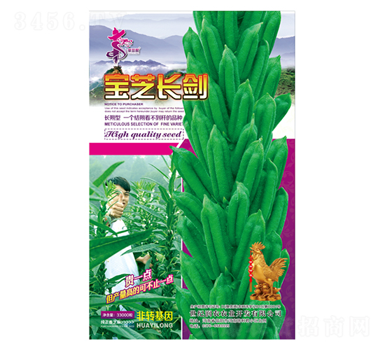 寶芝長劍-芝麻種子-華一種業(yè)