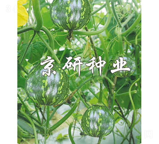 嫩早3號-南瓜種子-京研種業(yè)