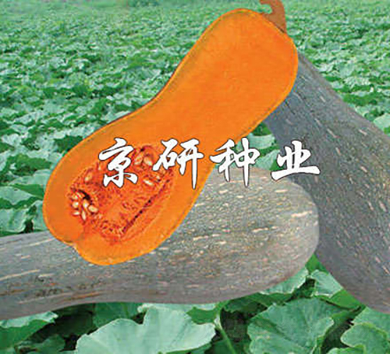 甜蜜2號(hào)-南瓜種子-京研種業(yè)