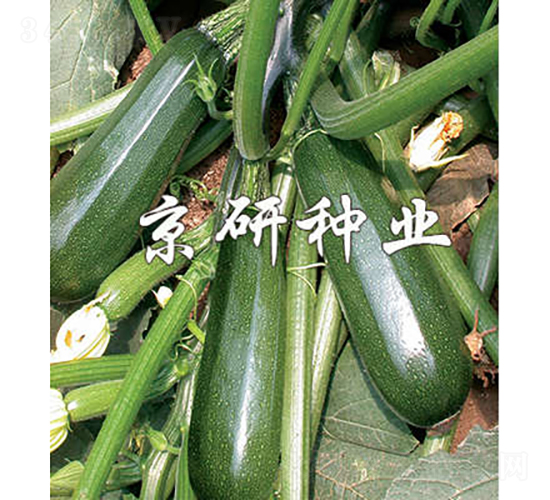 京葫2號(hào)-西葫蘆種子-京研種業(yè)