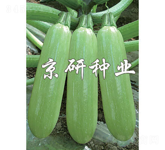 京葫4號(hào)-西葫蘆種子-京研種業(yè)