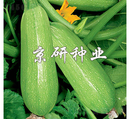 京葫5號-西葫蘆種子-京研種業(yè)