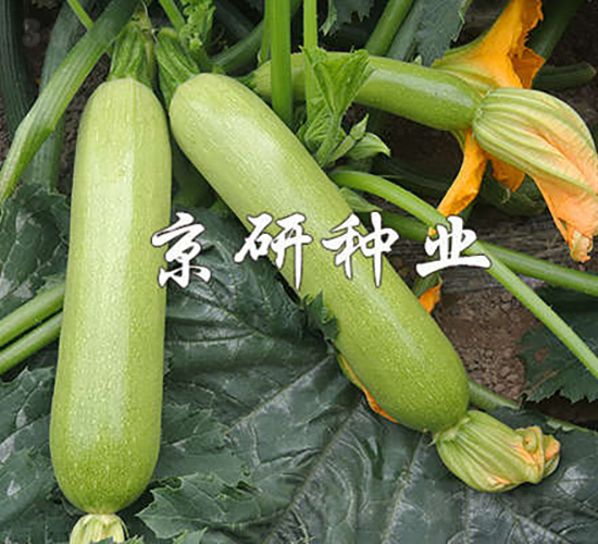 京葫7號-西葫蘆種子-京研種業(yè)