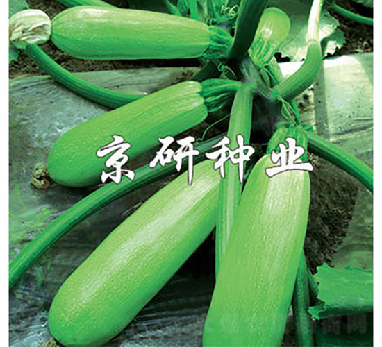 京葫8號-西葫蘆種子-京研種業(yè)