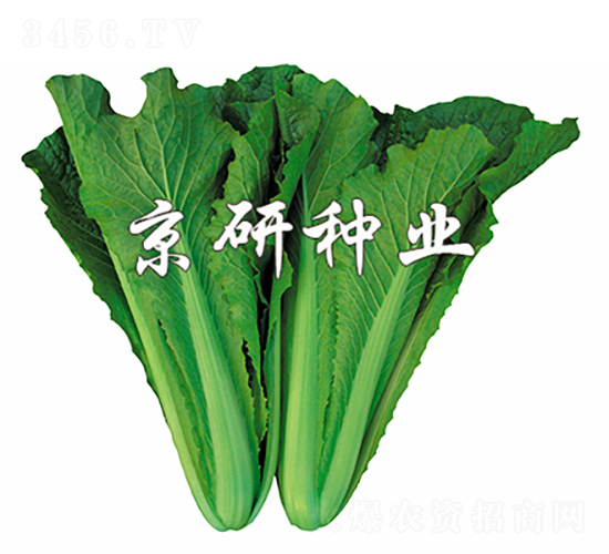 綠快2號(hào)-白菜種子-京研種業(yè)