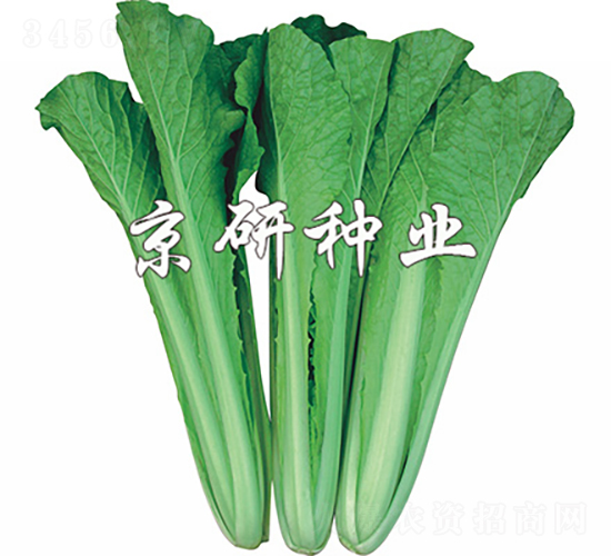 四季快菜1號(hào)-白菜種子-京研種業(yè)