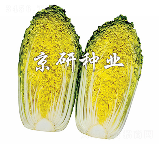 京春娃2號-白菜種子-京研種業(yè)