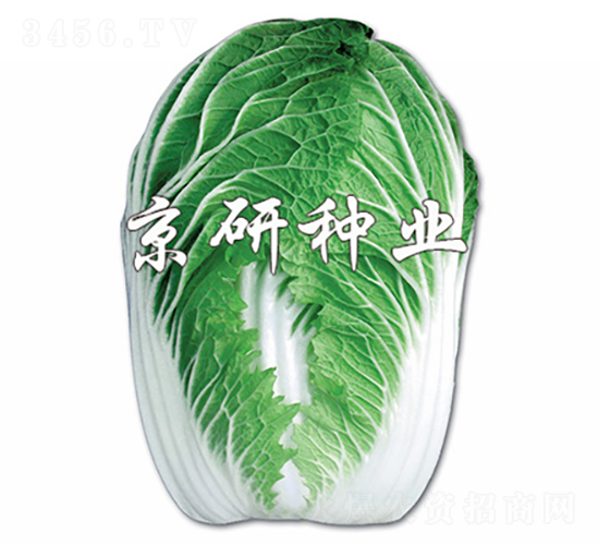 äº¬æ˜¥ç™½2è™Ÿ-ç™½èœç¨®å­-äº¬ç ”ç¨®æ¥­(yÃ¨)