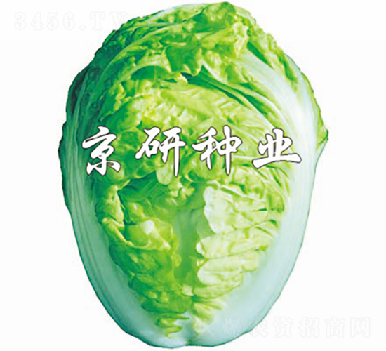 京夏2號-白菜種子-京研種業(yè)