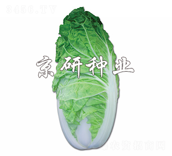 京夏5號(hào)-白菜種子-京研種業(yè)