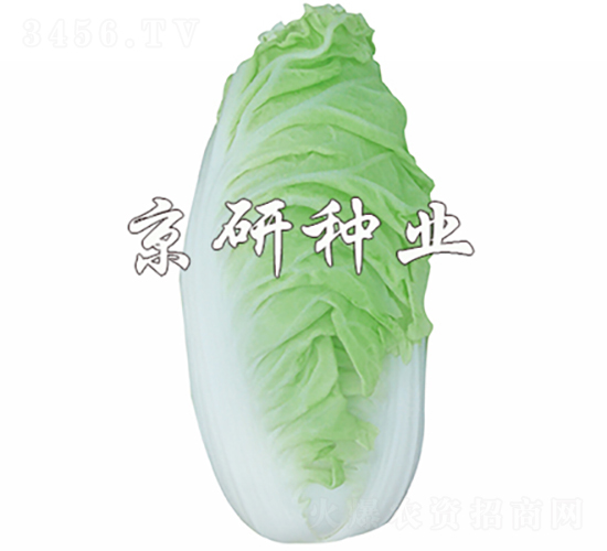 京夏6號-白菜種子-京研種業(yè)