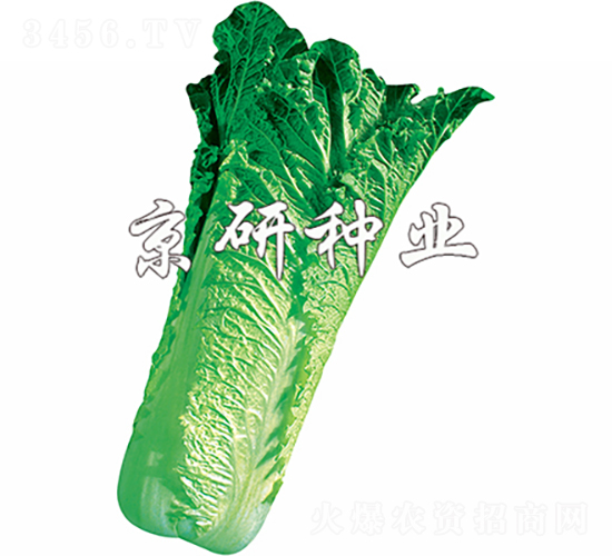 äº¬ç¿ 70è™Ÿ(hÃ o)-ç™½èœç¨®å­-äº¬ç ”ç¨®æ¥­(yÃ¨)