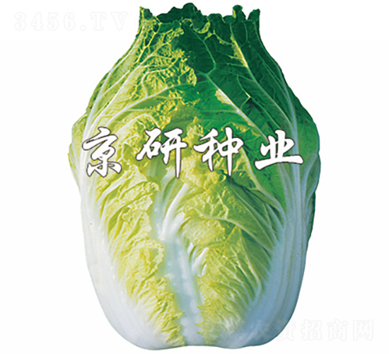 北京68號(hào)-白菜種子-京研種業(yè)