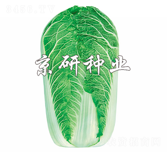 京秋5號(hào)-白菜種子-京研種業(yè)