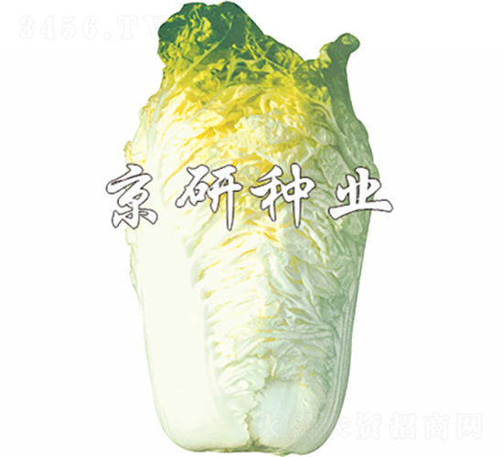 京秋56號-白菜種子-京研種業(yè)