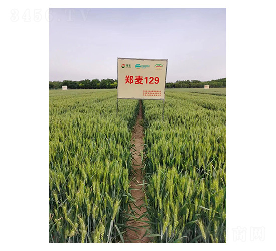 é„­éº¥129-å°éº¥ç¨®å­-æŠ€è±ç¨®æ¥­(yÃ¨)
