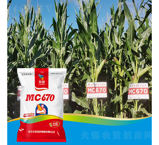 MC670-çŽ‰ç±³ç¨®å­-è±åº¦é«˜ç§‘
