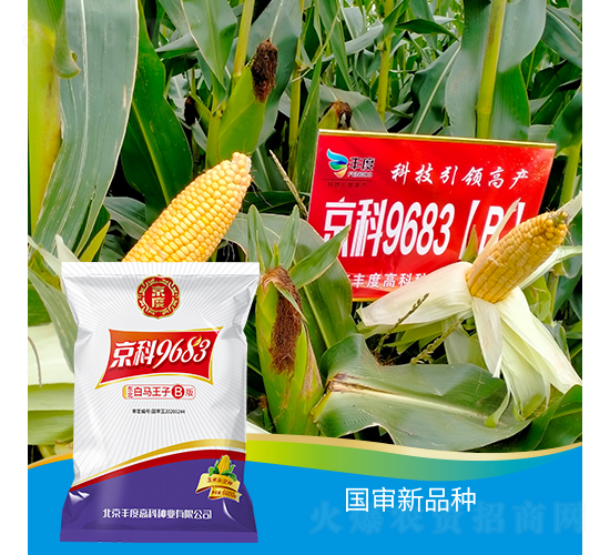 äº¬ç§‘9683-B-çŽ‰ç±³ç¨®å­-è±åº¦é«˜ç§‘