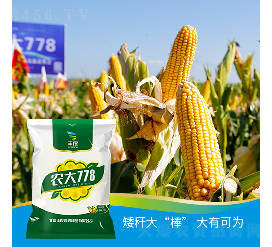 農大778-玉米種子-豐度高科