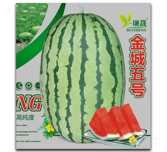 金城五號-西瓜種子-瑞晟