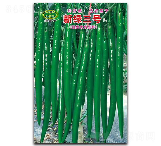 新綠三號F1-線椒種子-蕭研種業(yè)