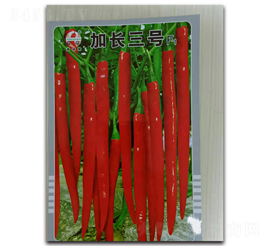 加長三號-線椒種子-蕭研種業(yè)