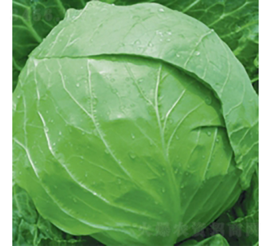 荷蘭綠球7號-甘藍種子-金品農業(yè)