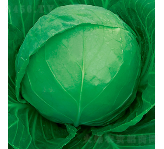 高原翠-甘藍種子-金品農(nóng)業(yè)