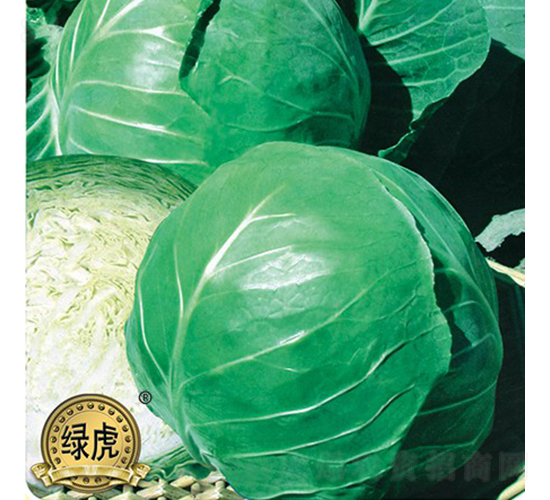 理想-甘藍種子-金品農(nóng)業(yè)