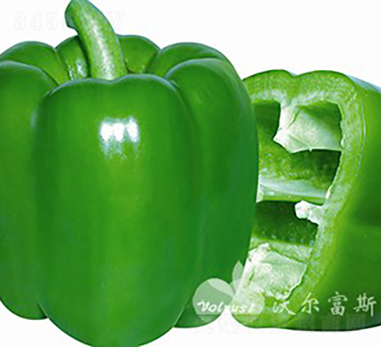 寶盈一號F1（春秋保護地高產大果綠甜椒）-甜椒種子-沃爾富斯