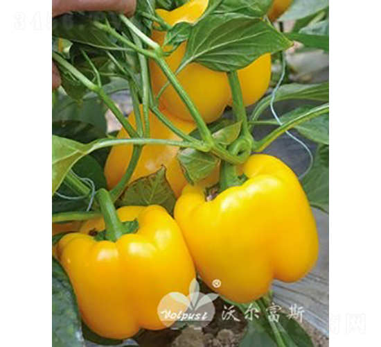 黃妃F1（早春、秋延及越冬高產(chǎn)黃色甜椒）-甜椒種子-沃爾富斯