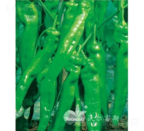 超級宇宙王F1（高產(chǎn)大羊角辣椒）-辣椒種子-沃爾富斯
