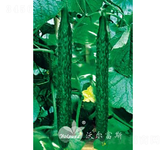 博優(yōu)二號F1（越冬、早春高產(chǎn)耐寒黃瓜）-黃瓜種子-沃爾富斯