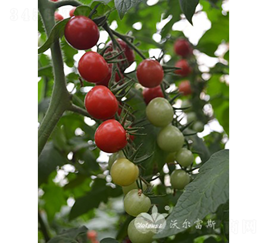 粉貝玲501F1（抗TY貝貝類(lèi)型圓果小番茄）-番茄種子-沃爾富斯