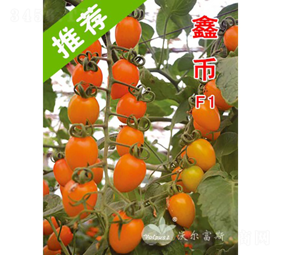 鑫幣F1（臺灣引進特色黃果小番茄）-番茄種子-沃爾富斯