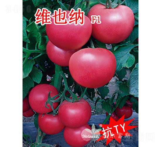 維也納F1（抗TY、高產(chǎn)、高硬度粉果大番茄）-番茄種子-沃爾富斯