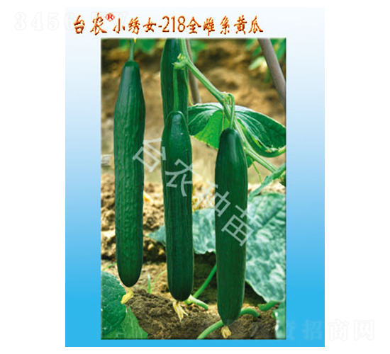 小繡女218全雌系黃瓜-黃瓜種子-臺(tái)農(nóng)種苗
