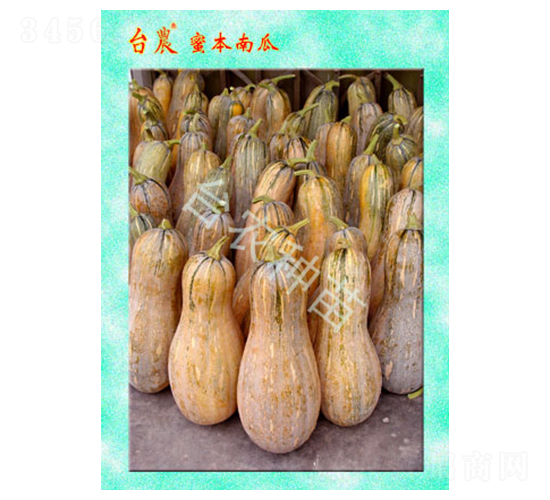 臺(tái)農(nóng)密本南瓜-南瓜種子-臺(tái)農(nóng)種苗