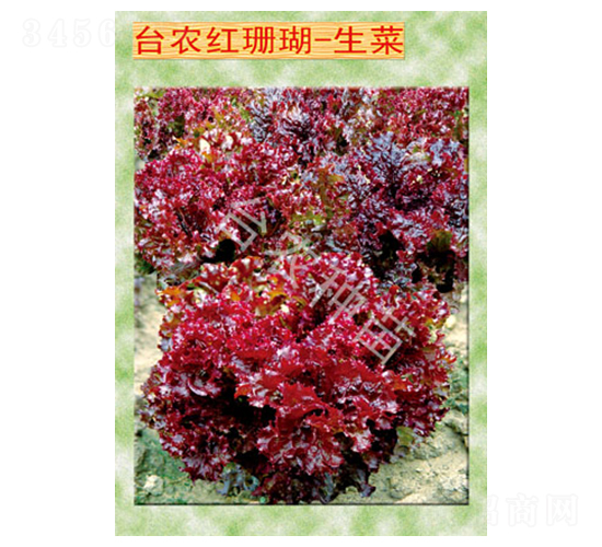 臺農(nóng)紅珊瑚生菜-生菜種子-臺農(nóng)種苗