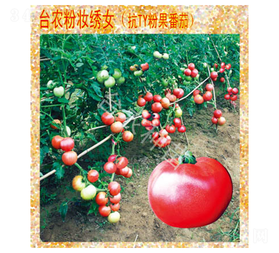 ç²‰å¦ç¹¡å¥³ç•ªèŒ„-ç•ªèŒ„ç¨®å­-è‡º(tÃ¡i)è¾²(nÃ³ng)ç¨®è‹—
