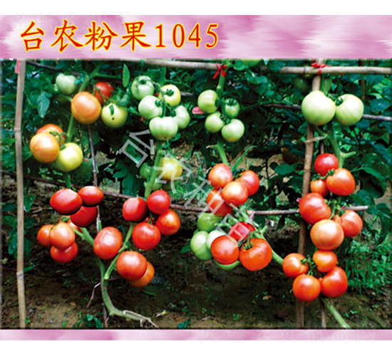 臺(tái)農(nóng)粉果1045-番茄種子-臺(tái)農(nóng)種苗