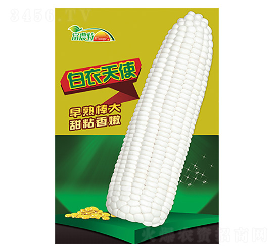 玉米種子-白衣天使-科星