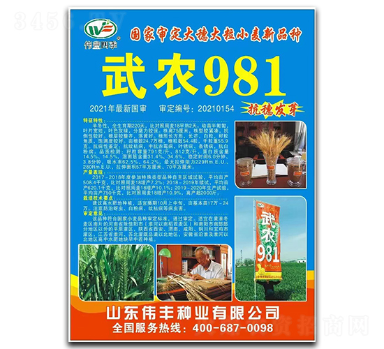 武農981-小麥種子-偉豐種業(yè)