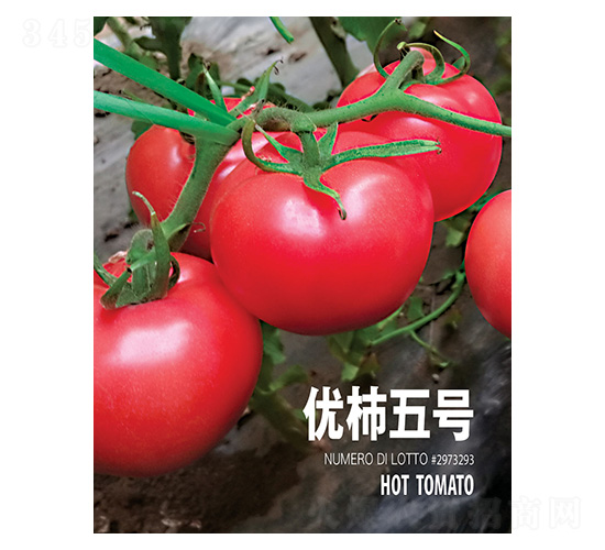 優(yōu)柿五號(hào)-忠農(nóng)坤創(chuàng)